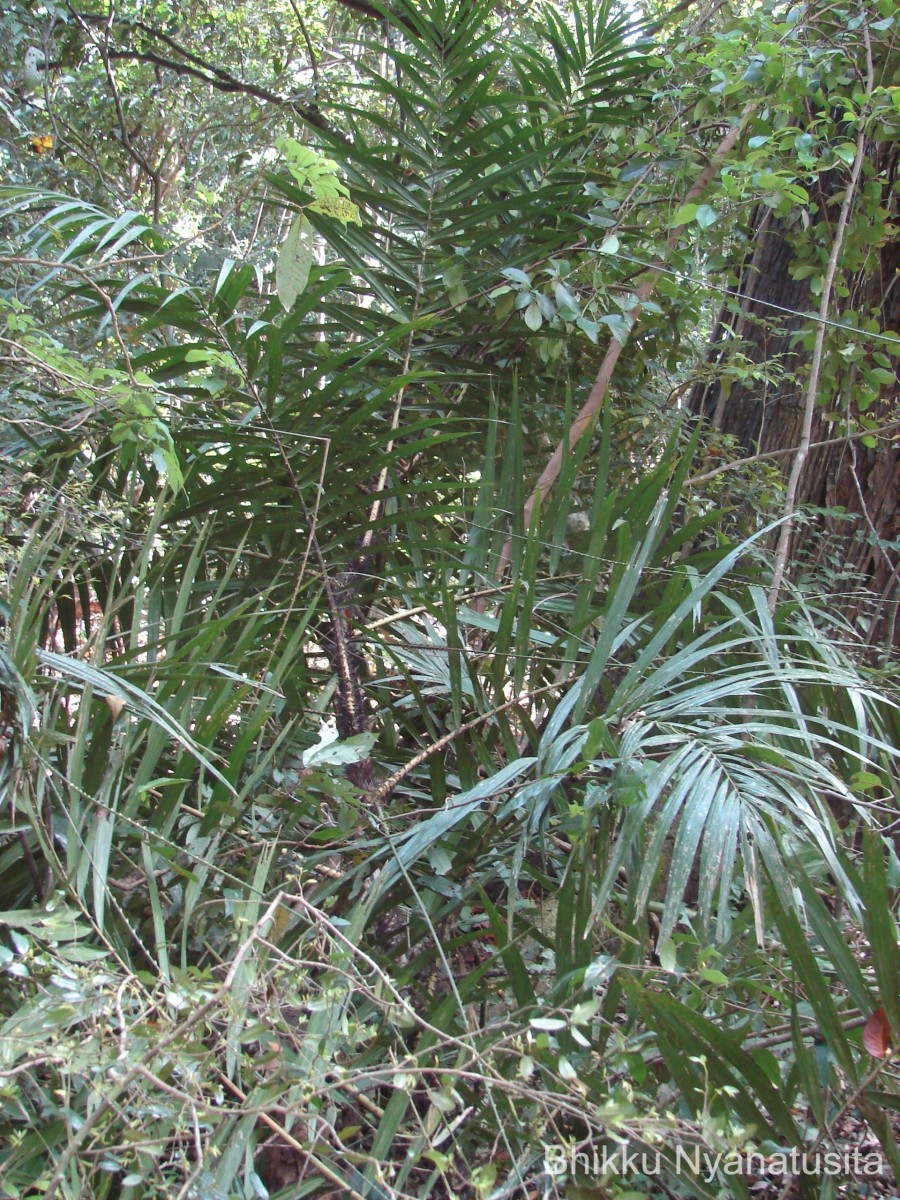 Calamus thwaitesii Becc.